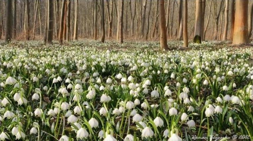 Kızılırmak Deltası&rsquo;nın 3 Beyaz G&uuml;l&uuml;