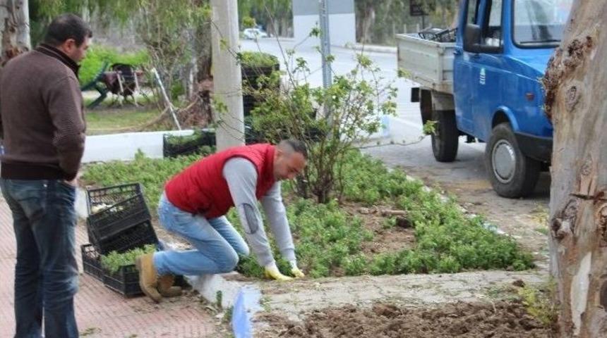 Fo&ccedil;a Yaza Hazırlanıyor