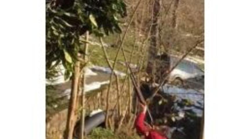 Karadeniz&rsquo;de Ağa&ccedil; B&ouml;yle Budanır