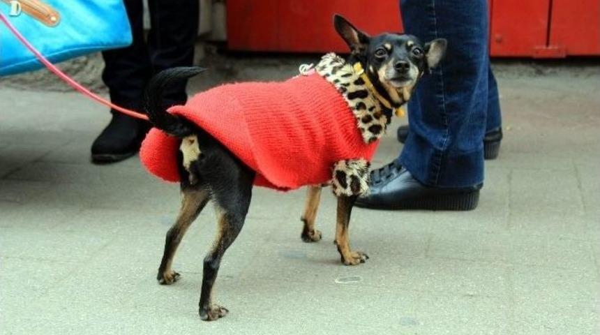 Minyat&uuml;r Doberman, Giydiği Elbise İle İlgi Odağı Oldu