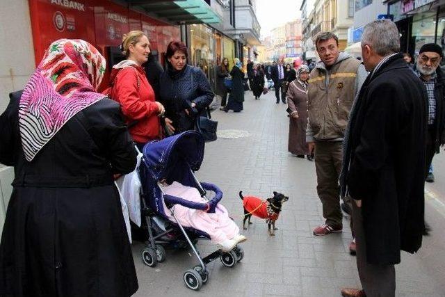 Minyatür Doberman, Giydiği Elbise İle İlgi Odağı Oldu