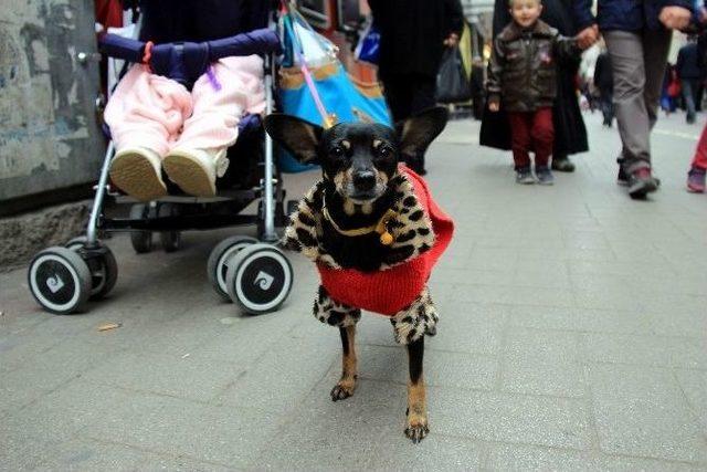 Minyatür Doberman, Giydiği Elbise İle İlgi Odağı Oldu