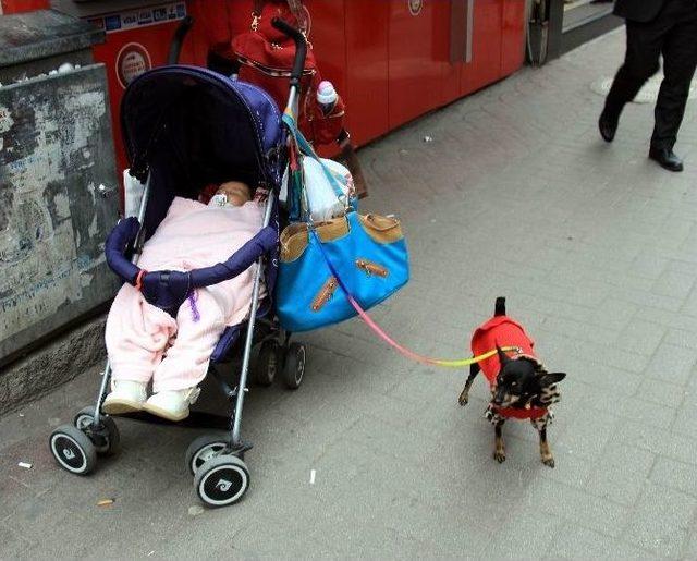 Minyatür Doberman, Giydiği Elbise İle İlgi Odağı Oldu