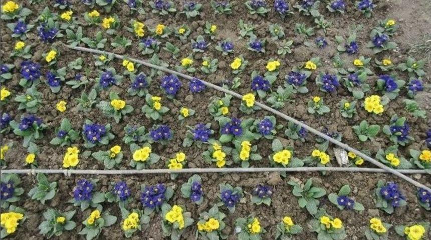 Kula &Ccedil;i&ccedil;ek Bah&ccedil;esine D&ouml;nd&uuml;