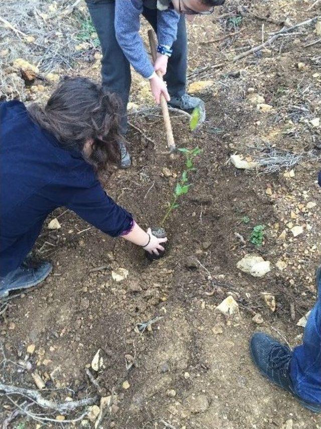 Liseli Öğrenciler Baharı Fidan Dikerek Karşıladı 1