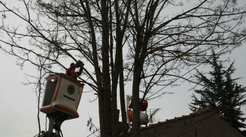 Karacaşehir’de Ağaçlar Budandı