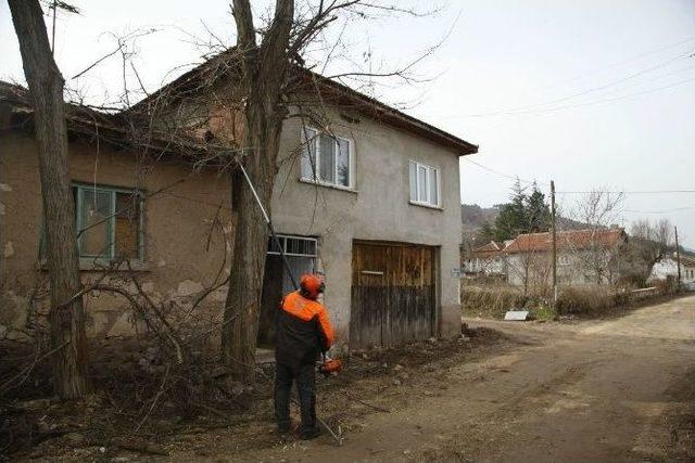 Karacaşehir’de Ağaçlar Budandı