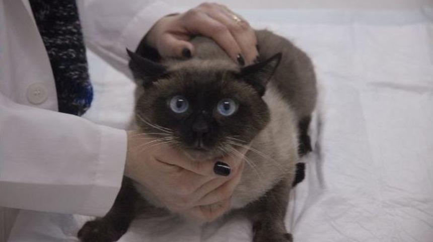 "kedi Sahipleri Mart Ayına Dikkat Etmeli"