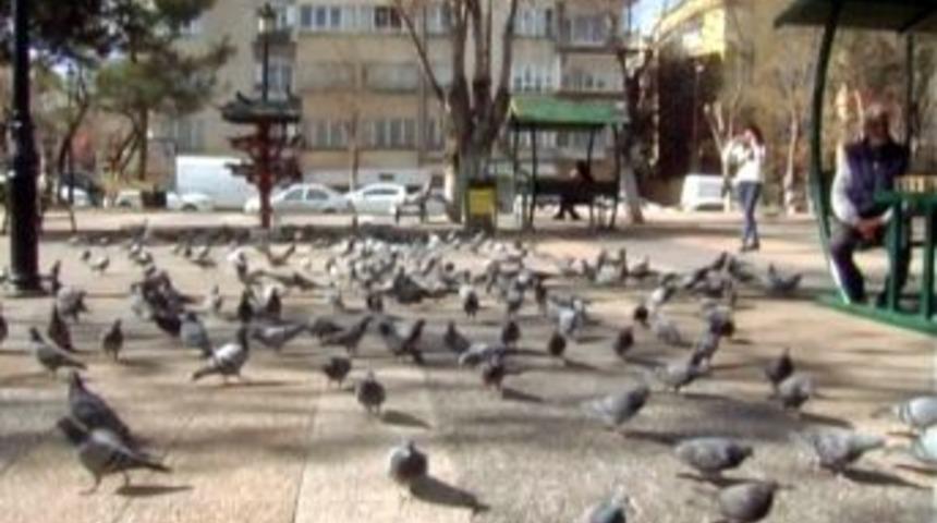 Gazianteplilerin G&uuml;vercin Keyfi