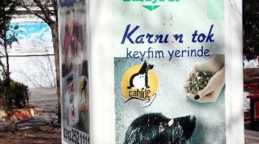 Bu Proje Sokak Hayvanlarına Can Simidi Olacak