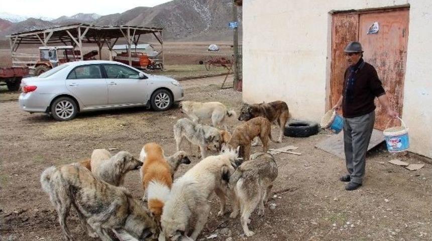 12 Yıldır Sokak K&ouml;peklerine Bakıyor