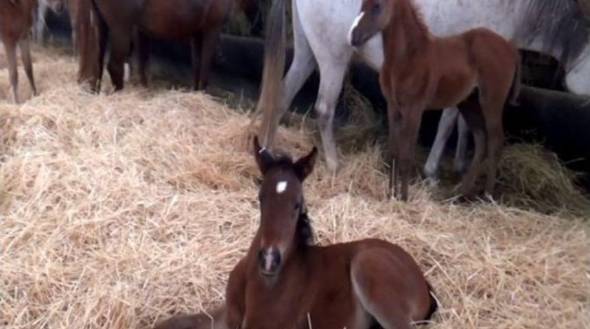 Yeni Şampiyonlar Doğuyor