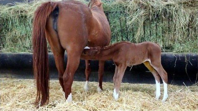 Yeni Şampiyonlar Doğuyor