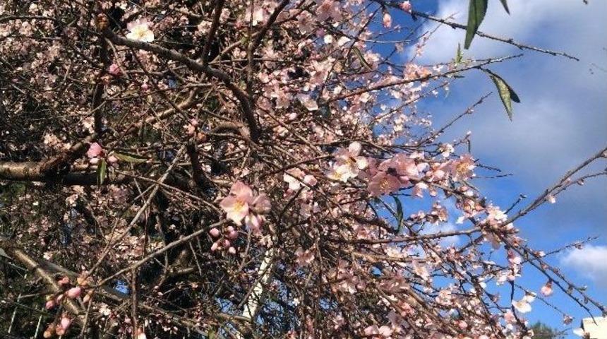 Antalya&rsquo;da Badem Ağa&ccedil;ları Beyaza B&uuml;r&uuml;nd&uuml;