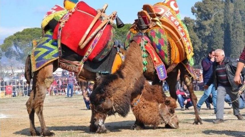 Nazilli Geleneksel Deve G&uuml;reşi Nefesleri Kesti