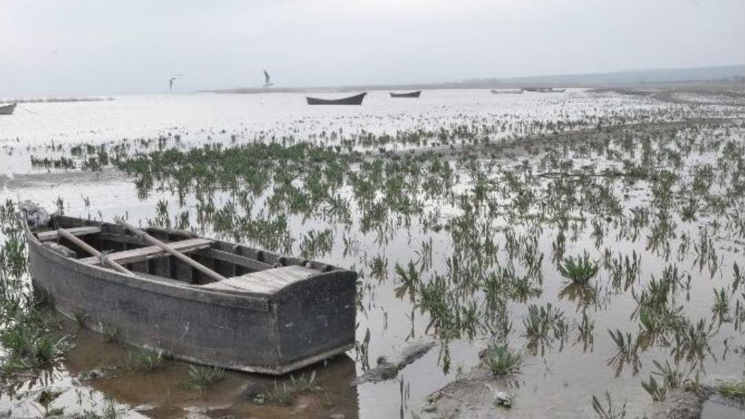 (&ouml;zel Haber) Manyas G&ouml;l&uuml; Yok Olmanın Eşiğinde