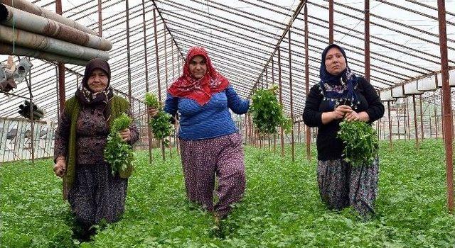 Üretici Kadınlardan Maydanozlu Teşekkür