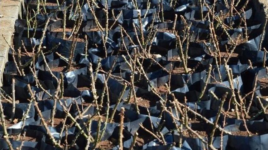 Diyarbakır&rsquo;da Bahar Ayında 30 Bin Ağa&ccedil; Ve 16 Bin &Ccedil;i&ccedil;ek Dikilecek