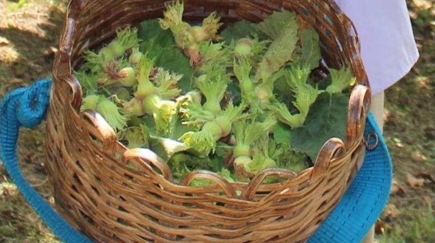 Ufk: &ldquo;fındık İstikrar Arıyor&rdquo;