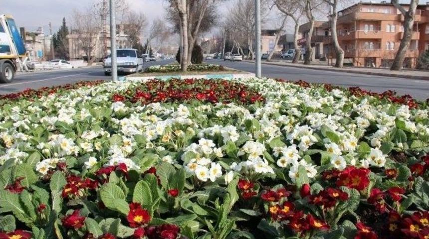 Kahramanmaraş Rengarek &Ccedil;i&ccedil;eklerle S&uuml;slendi