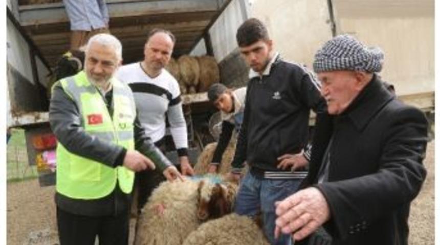 Kuzey Irak&rsquo;taki Sığınmacılar İ&ccedil;in Koyun Yetiştiriciliği Projesi Başlatıldı