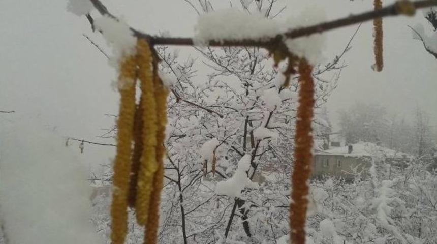 Fındık &Uuml;reticisinde Don Tedirginliği