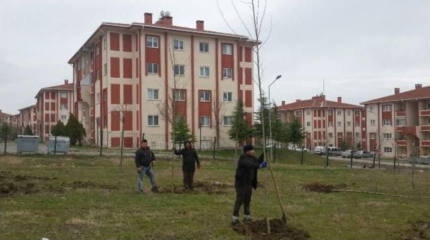 Edirne Belediyesi&rsquo;nin Fidan Ekimleri Devam Ediyor