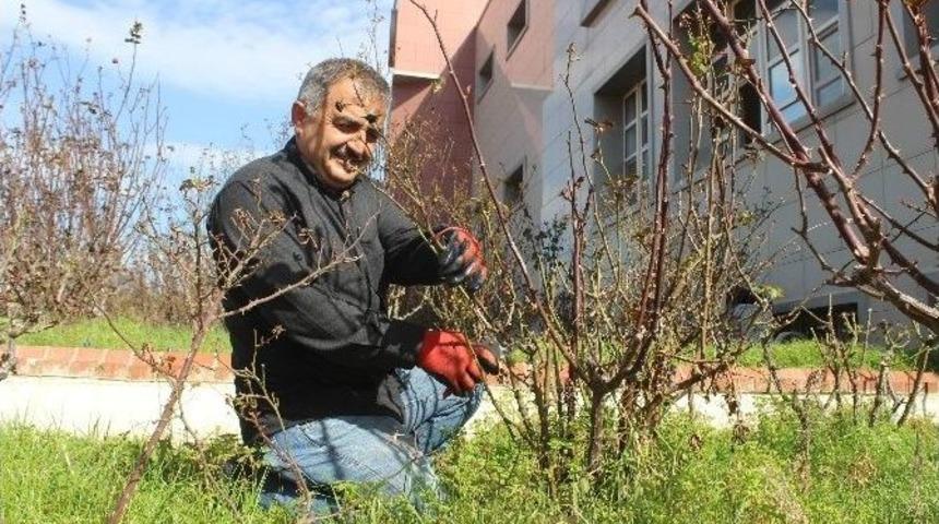 Aydın&rsquo;da Bağ Ve Bah&ccedil;elerde İmar Sezonu Erken Başladı