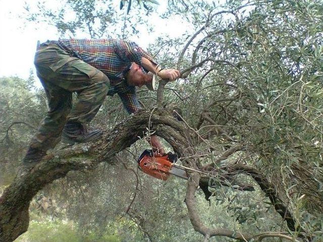 Aydın’da Bağ Ve Bahçelerde İmar Sezonu Erken Başladı