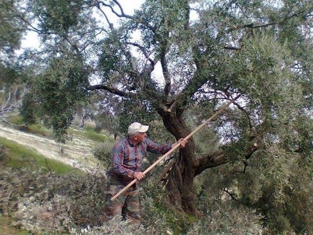 Aydın’da Bağ Ve Bahçelerde İmar Sezonu Erken Başladı