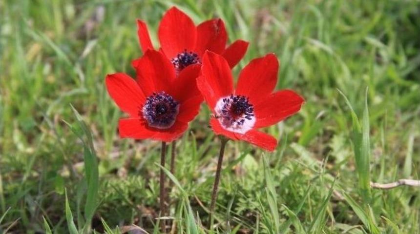 Cemre D&uuml;şt&uuml;, Kır &Ccedil;i&ccedil;ekleri A&ccedil;tı