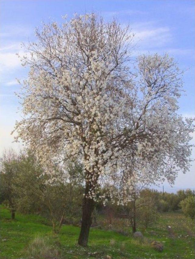 Cemre Düştü, Kır Çiçekleri Açtı