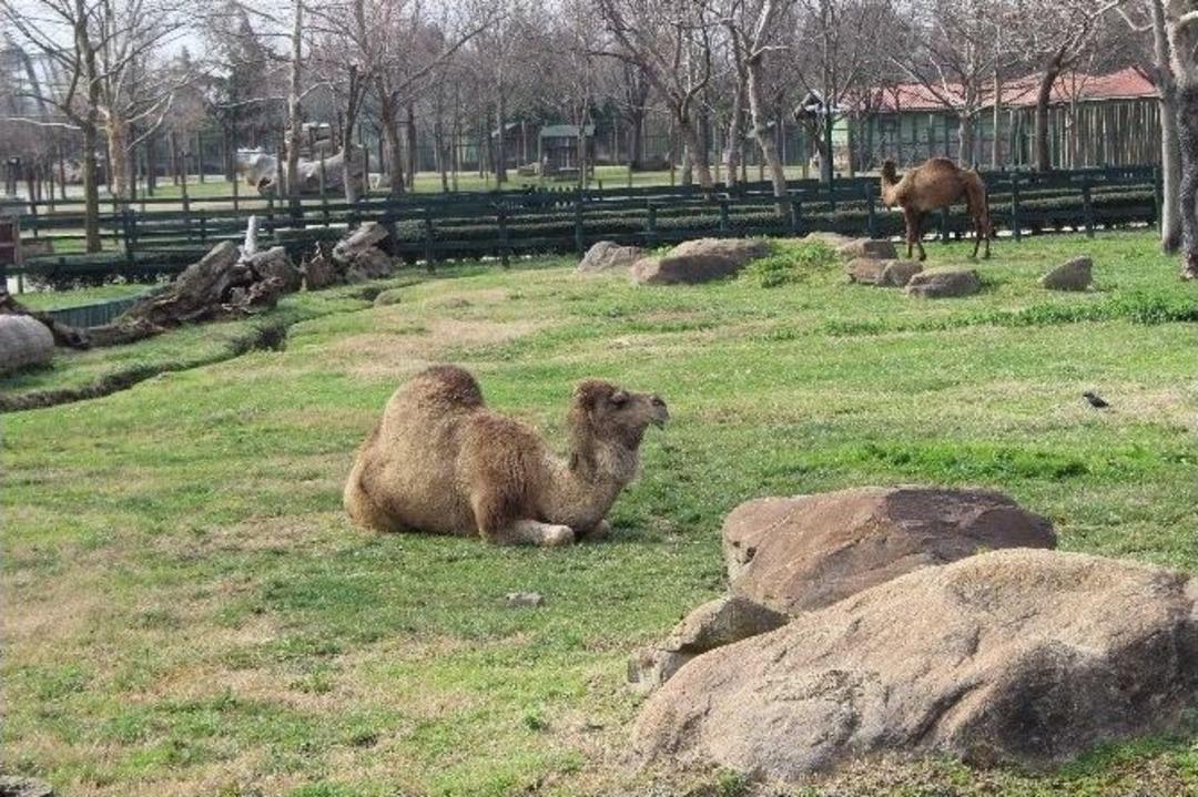 (&ouml;zel Haber) Hayvanlar Kış Ortasında G&uuml;neşin Tadını &Ccedil;ıkardı