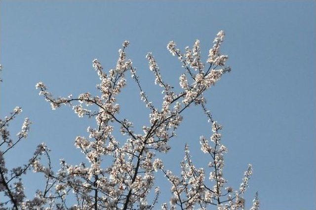 (özel Haber) Sakarya’da Ağaçlar Şubat Ayında Çiçek Açtı