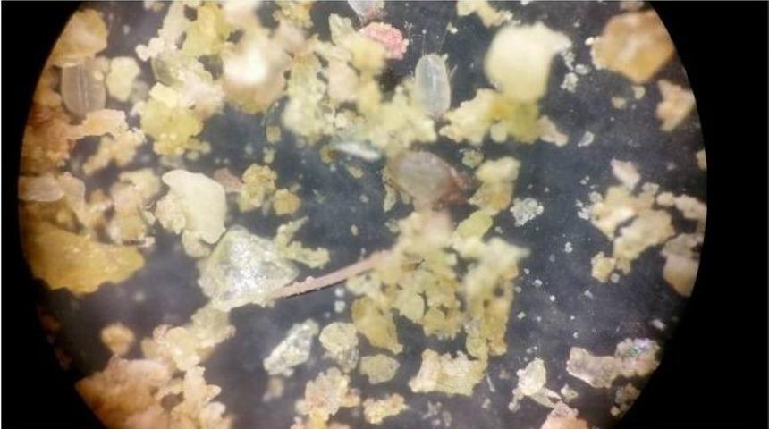 Toz Akarları Nemli Ortamları Seviyor