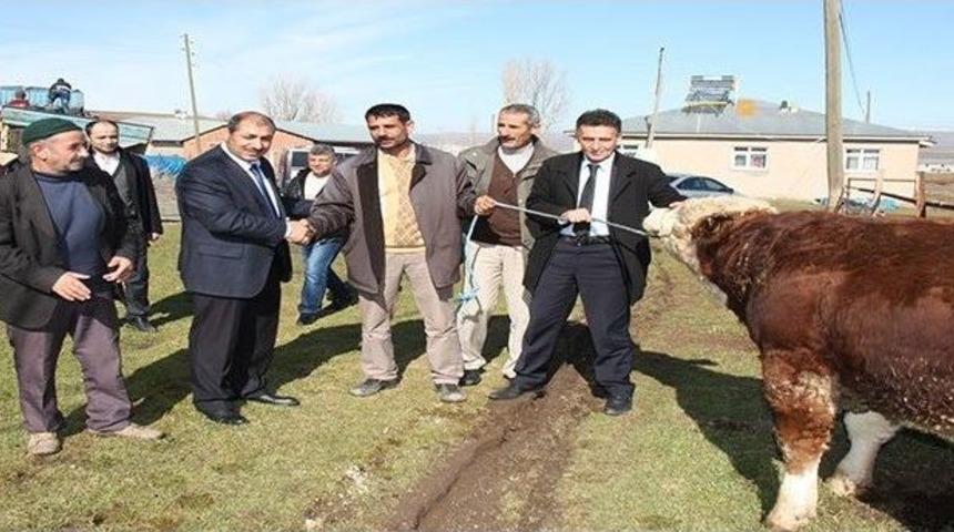 Elazığ&rsquo;da Damızlık Boğa Dağıtımı Yapıldı