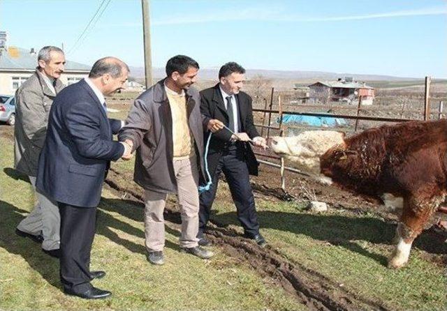 Elazığ’da Damızlık Boğa Dağıtımı Yapıldı