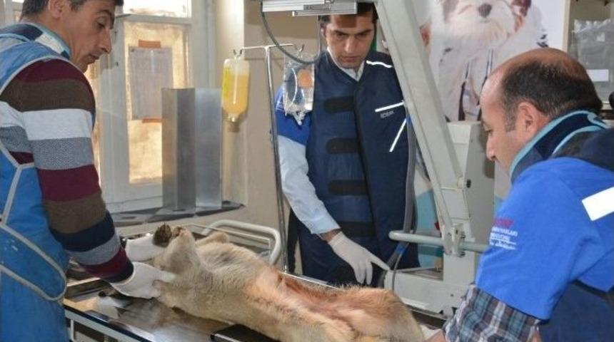 Kazada Yaralanan K&ouml;pek Tatvan&rsquo;da Yoğun Bakıma Alındı