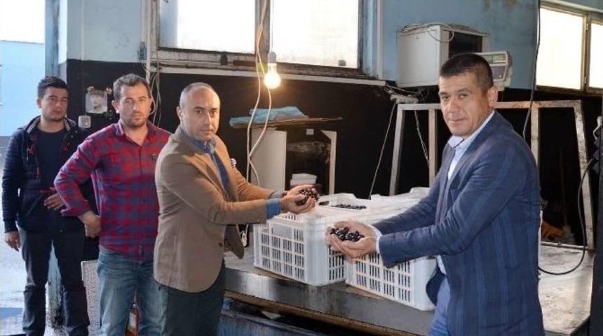 Mudanya Zeytin Kooperatifi Bor&ccedil;larını Bitirdi