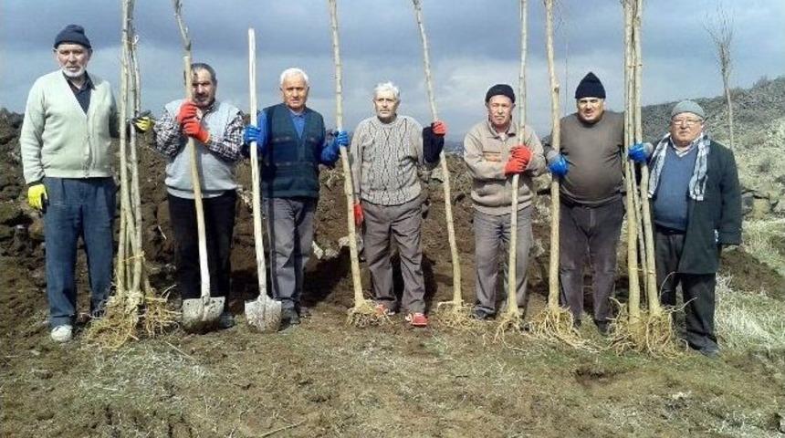 İncesu İl&ccedil;esine Bağlı Subaşı Mahallesi Yeşilleniyor