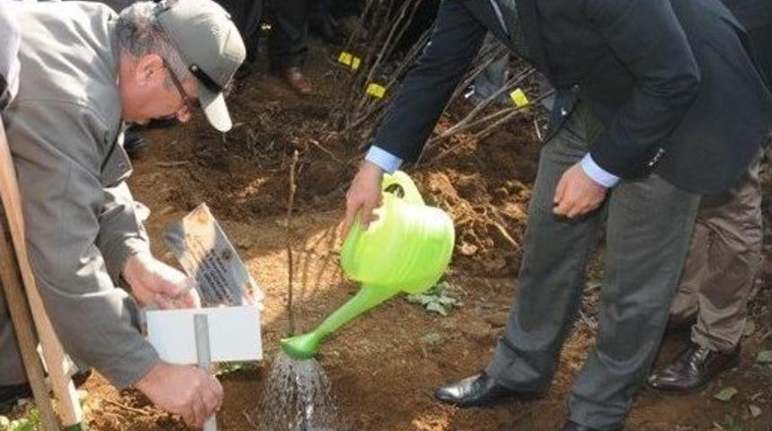 Ordu’da 7 İlçede 303 Bin 600 Fidan Dikildi