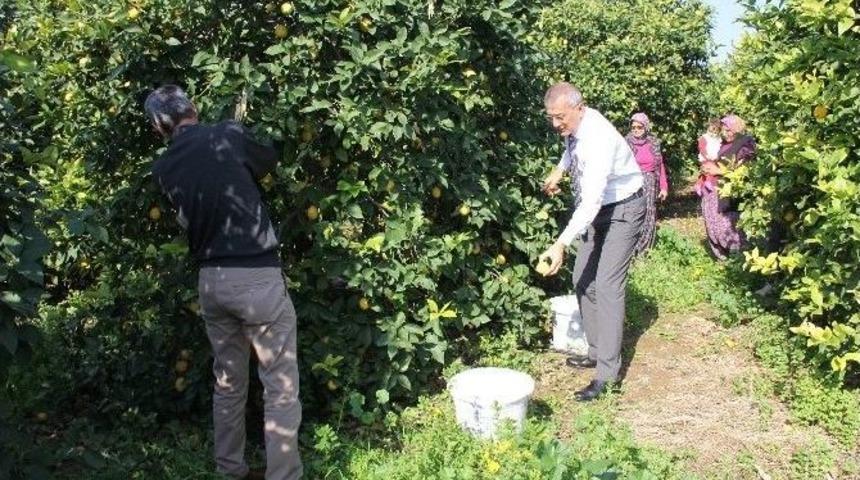 (&ouml;zel Haber) Mersin&rsquo;den Cerattepe&rsquo;ye Limon Seferberliği