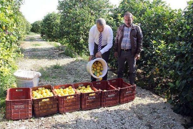 (özel Haber) Mersin’den Cerattepe’ye Limon Seferberliği