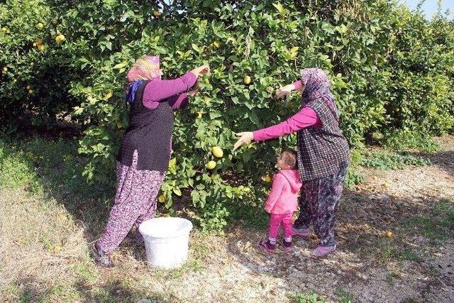 (özel Haber) Mersin’den Cerattepe’ye Limon Seferberliği