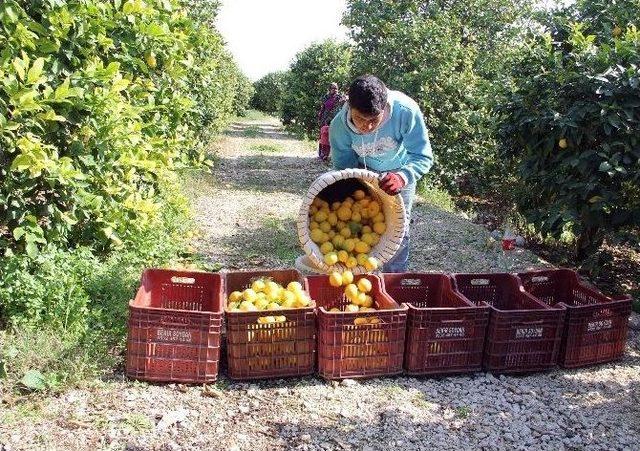 (özel Haber) Mersin’den Cerattepe’ye Limon Seferberliği