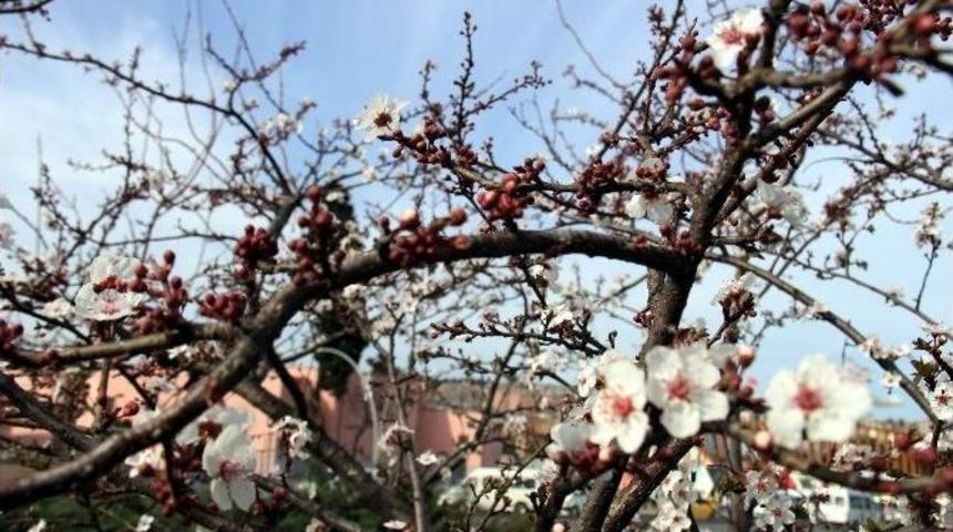 Mart Ayında Don Olursa Tarımda Verim Y&uuml;zde 40 D&uuml;şebilir