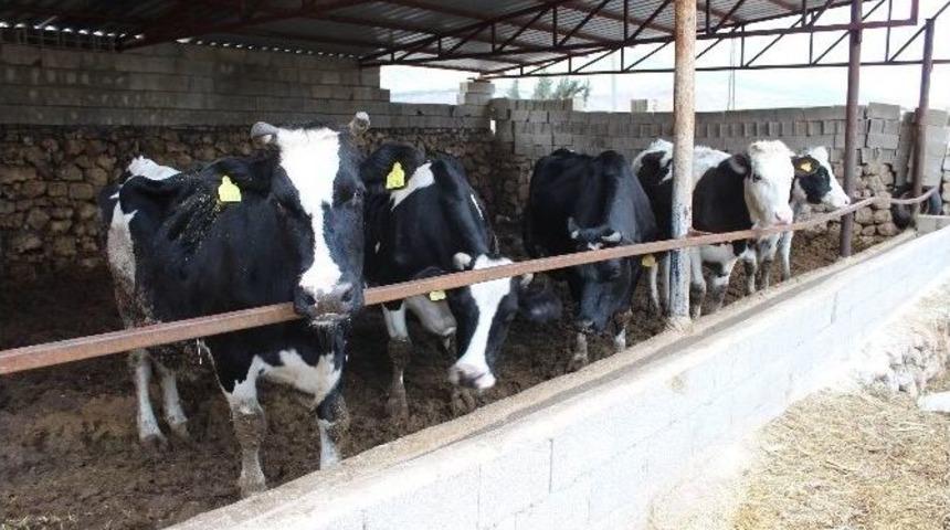 Adıyaman&rsquo;da Şap Hastalığında Y&uuml;zde 93 Oranında Aşılama Yapıldı