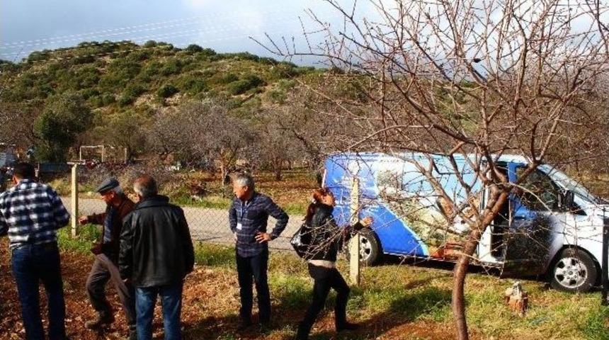 Büyükşehir, Datça’da Badem Ağaçlarını Sinekten Kurtarıyor