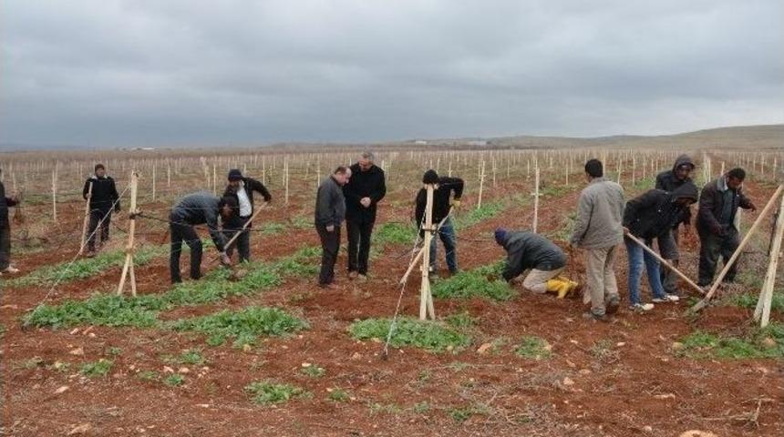 Harran &Uuml;niversitesinde Binlerce Fidan Dikildi
