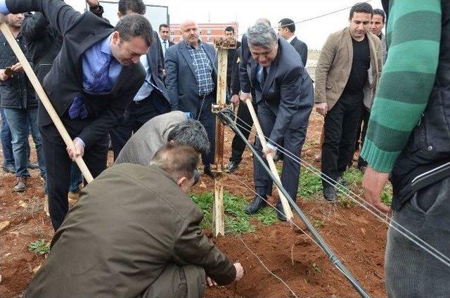 Harran Üniversitesinde Binlerce Fidan Dikildi